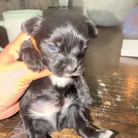 Toby, a male Yorkshire Terrier for sale in Saint Augustine, FL – 1 of 4