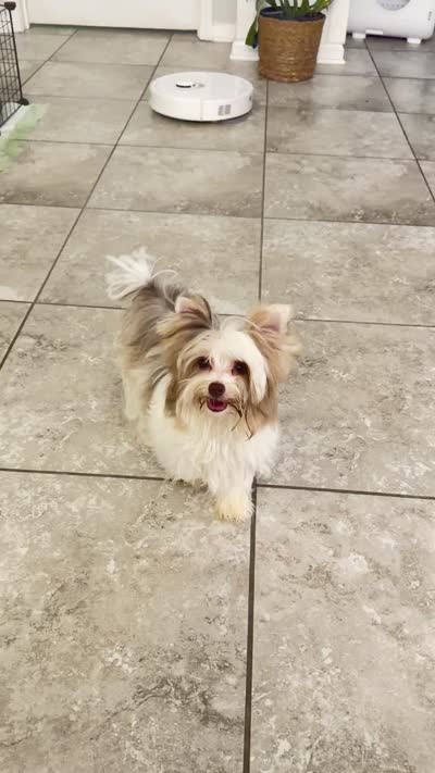  Raffi Ckc, a male Yorkshire Terrier for sale in Saint Augustine, FL – 7 of 9