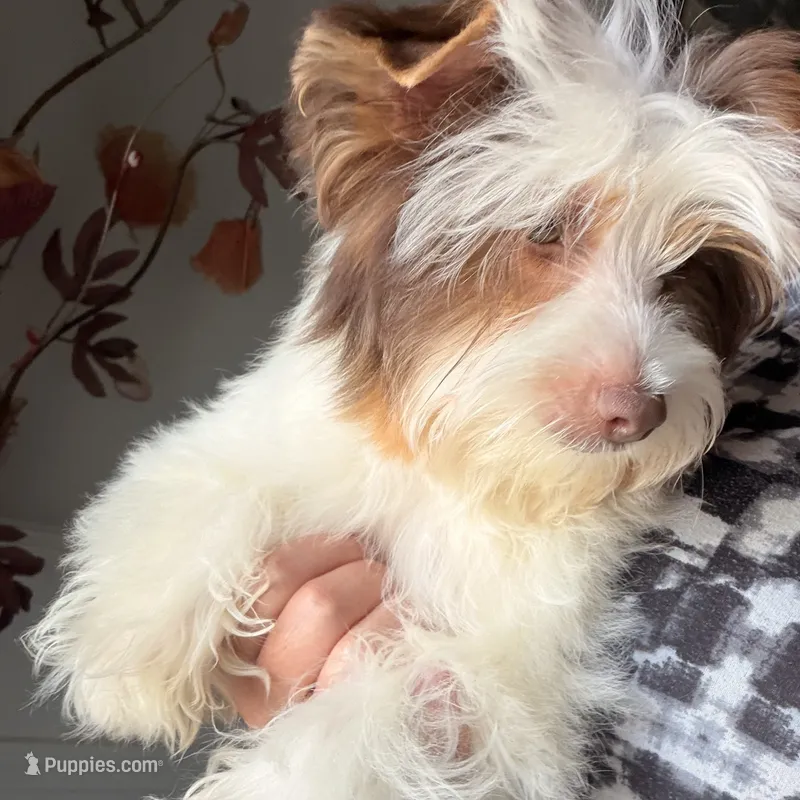 Orson – Yorkshire Terrier puppy for sale in Saint Augustine, FL