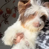 Akc Orson, a male Yorkshire Terrier for sale in Saint Augustine, FL – 4 of 8