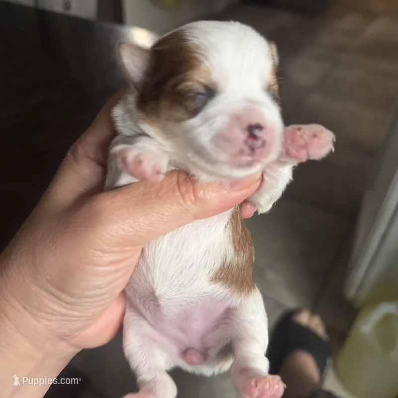 Luce Ckc – Yorkshire Terrier puppy for sale in Saint Augustine, FL