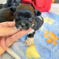 Rio Ckc, a male Yorkshire Terrier for sale in Saint Augustine, FL – 9 of 10