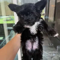 Luice, a male Yorkshire Terrier for sale in Saint Augustine, FL – 4 of 6
