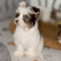 Orson, a male Yorkshire Terrier for sale in Saint Augustine, FL – 4 of 10