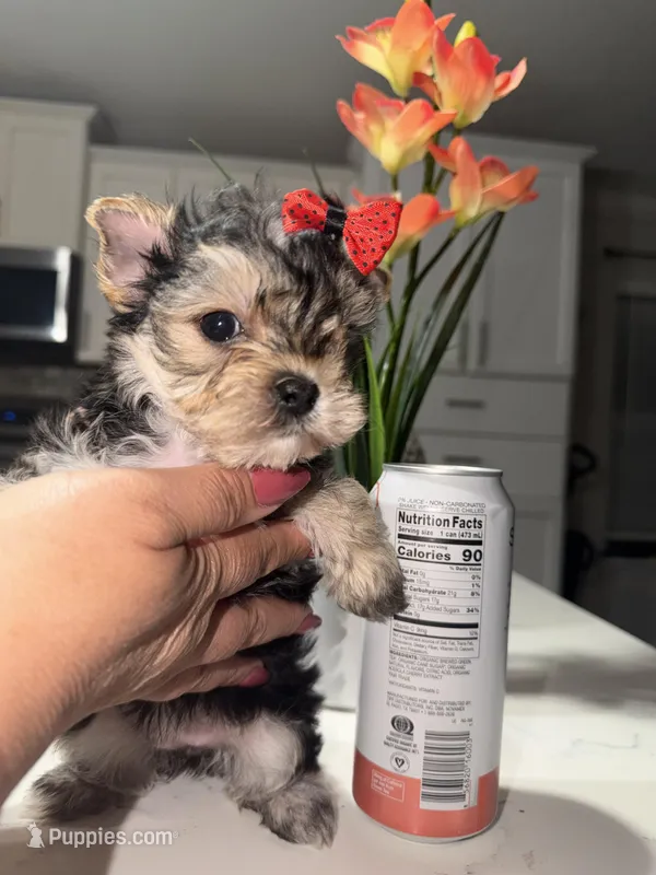 Chula – Yorkshire Terrier puppy for sale in Saint Augustine, FL