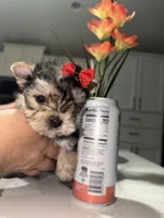 Chula, a female Yorkshire Terrier for sale in Saint Augustine, FL – Photo 4 of 5