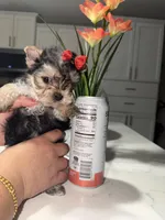 Chula, a female Yorkshire Terrier for sale in Saint Augustine, FL – Photo 2 of 5