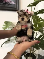 Chula, a female Yorkshire Terrier for sale in Saint Augustine, FL – Photo 5 of 5