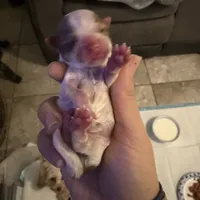 Boys, a male Yorkshire Terrier for sale in Saint Augustine, FL – Photo 4 of 6