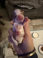 Boys, a male Yorkshire Terrier for sale in Saint Augustine, FL – Photo 4 of 6