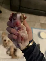 Boys, a male Yorkshire Terrier for sale in Saint Augustine, FL – Photo 2 of 6