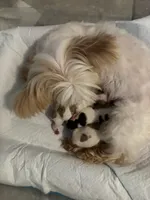 Boys, a male Yorkshire Terrier for sale in Saint Augustine, FL – Photo 3 of 6