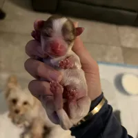 Boys, a male Yorkshire Terrier for sale in Saint Augustine, FL – Photo 6 of 6