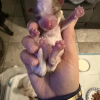 Boys, a male Yorkshire Terrier for sale in Saint Augustine, FL – Photo 5 of 6