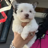 Sparkle, a male Yorkshire Terrier for sale in Saint Augustine, FL – 1 of 10