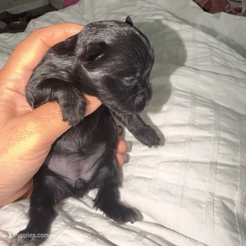Izzy  – Yorkshire Terrier puppy for sale in Saint Augustine, FL