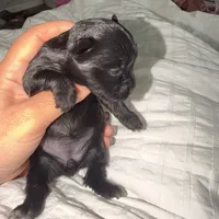 Izzy , a female Yorkshire Terrier for sale in Saint Augustine, FL – 1 of 4