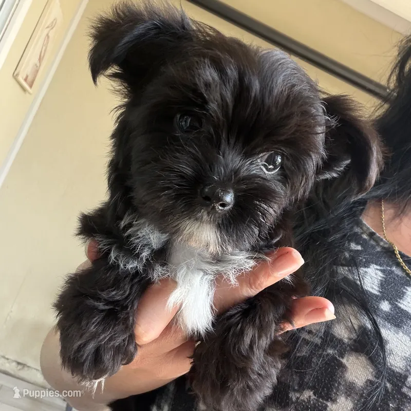 Toby ckc – Yorkshire Terrier puppy for sale in Saint Augustine, FL