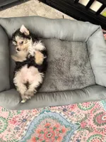 Luccy, a female Yorkshire Terrier for sale in Saint Augustine, FL – Photo 4 of 4