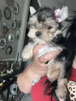 Luccy, a female Yorkshire Terrier for sale in Saint Augustine, FL – Photo 2 of 4