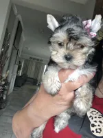 Luccy, a female Yorkshire Terrier for sale in Saint Augustine, FL – Photo 3 of 4