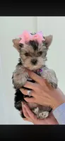 Luccy, a female Yorkshire Terrier for sale in Saint Augustine, FL – Photo 1 of 4