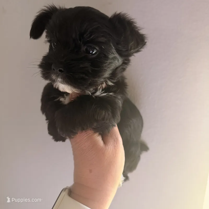 Walker  👨‍👩‍👦‍👦. – Yorkshire Terrier puppy for sale in Saint Augustine, FL