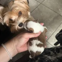Luce Ckc, a female Yorkshire Terrier for sale in Saint Augustine, FL – 5 of 10