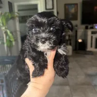 Toby ckc, a male Yorkshire Terrier for sale in Saint Augustine, FL – 6 of 7
