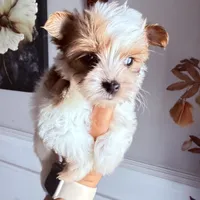 Bella, a female Yorkshire Terrier for sale in Saint Augustine, FL – Photo 6 of 7