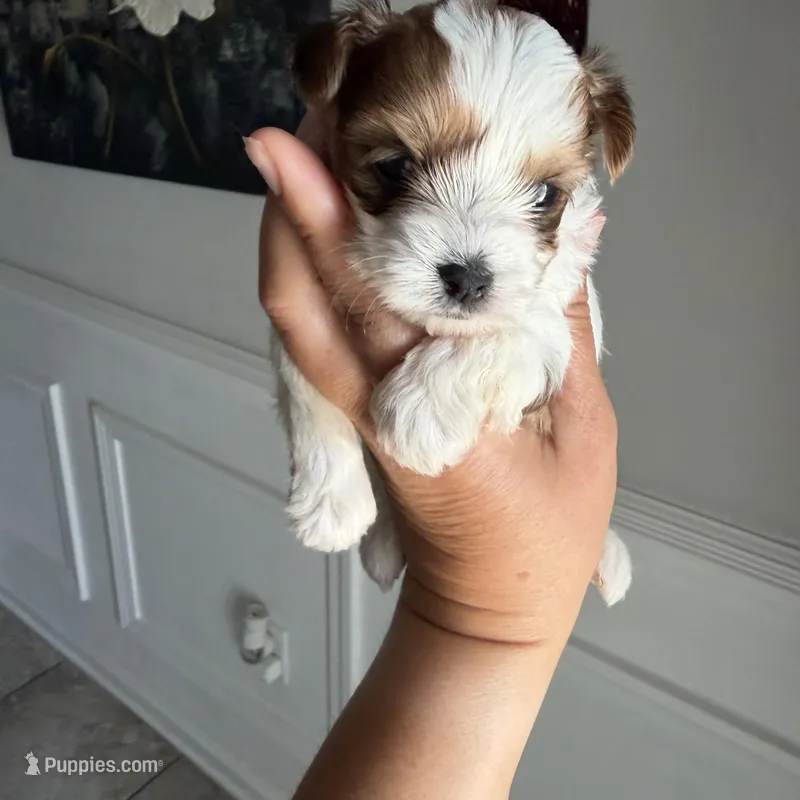 Bella – Yorkshire Terrier puppy for sale in Saint Augustine, FL