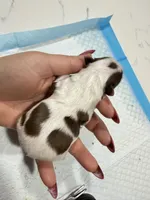 Bella, a female Yorkshire Terrier for sale in Saint Augustine, FL – Photo 2 of 2