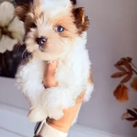 Bella, a female Yorkshire Terrier for sale in Saint Augustine, FL – Photo 2 of 7
