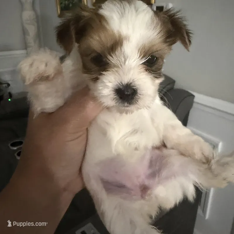 Bella – Yorkshire Terrier puppy for sale in Saint Augustine, FL