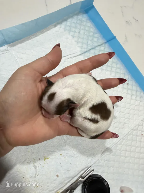 Bella – Yorkshire Terrier puppy for sale in Saint Augustine, FL