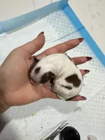 Bella, a female Yorkshire Terrier for sale in Saint Augustine, FL – Photo 1 of 2