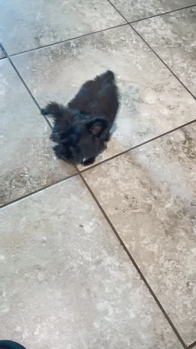 Walker  👨‍👩‍👦‍👦., a male Yorkshire Terrier for sale in Saint Augustine, FL – 2 of 3