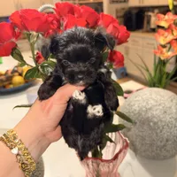 Walker  👨‍👩‍👦‍👦., a male Yorkshire Terrier for sale in Saint Augustine, FL – 3 of 4