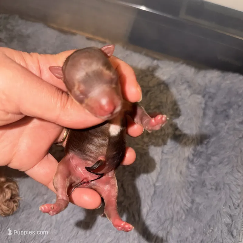Coco – Yorkshire Terrier puppy for sale in Saint Augustine, FL