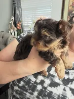 Ocean pearl , a male Yorkshire Terrier for sale in Saint Augustine, FL – Photo 5 of 9