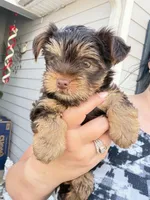 Ocean pearl , a male Yorkshire Terrier for sale in Saint Augustine, FL – Photo 7 of 9