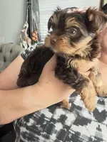 Ocean pearl , a male Yorkshire Terrier for sale in Saint Augustine, FL – Photo 1 of 9