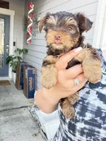 Ocean pearl , a male Yorkshire Terrier for sale in Saint Augustine, FL – Photo 6 of 9