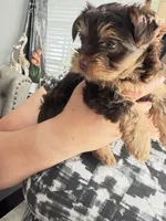 Ocean pearl , a male Yorkshire Terrier for sale in Saint Augustine, FL – Photo 4 of 9