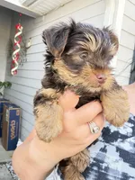 Ocean pearl , a male Yorkshire Terrier for sale in Saint Augustine, FL – Photo 8 of 9