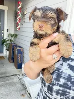Ocean pearl , a male Yorkshire Terrier for sale in Saint Augustine, FL – Photo 9 of 9