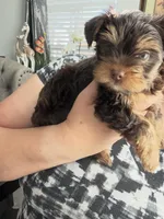 Ocean pearl , a male Yorkshire Terrier for sale in Saint Augustine, FL – Photo 3 of 9