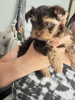 Ocean pearl , a male Yorkshire Terrier for sale in Saint Augustine, FL – Photo 2 of 9