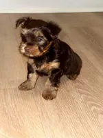 Maco, a male Yorkshire Terrier for sale in Saint Augustine, FL – Photo 2 of 2