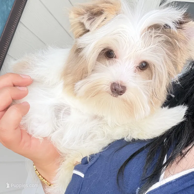 Raffi  – Yorkshire Terrier puppy for sale in Saint Augustine, FL